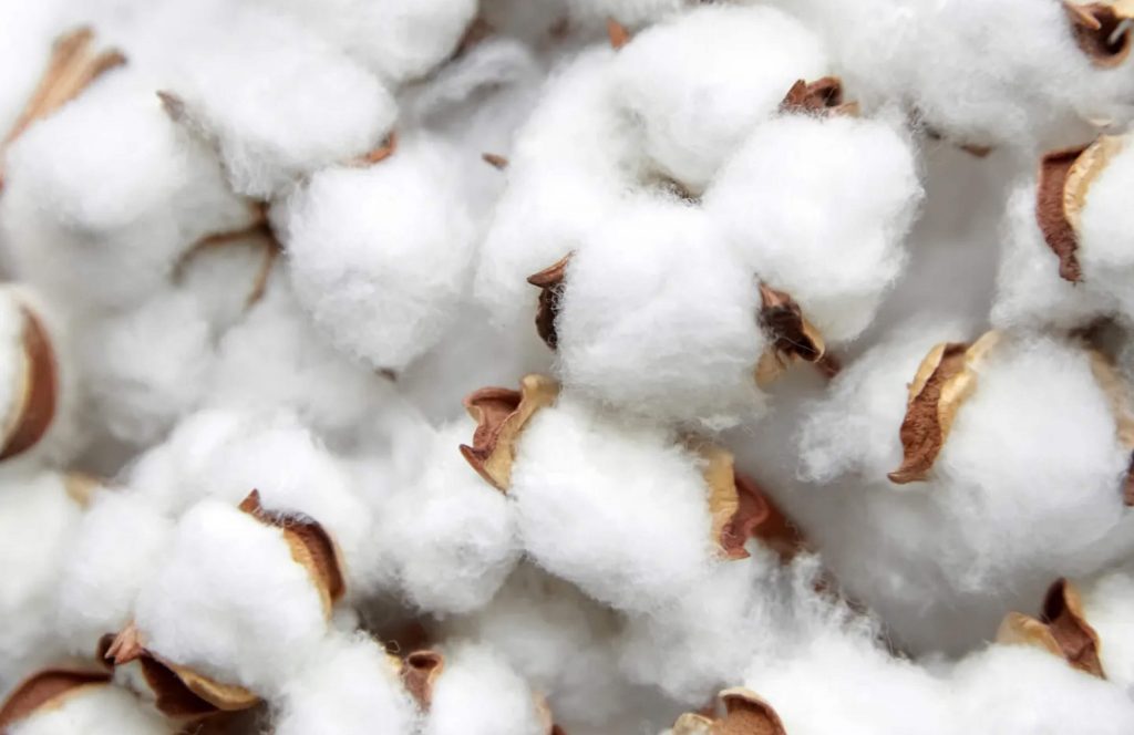 Unraveling the Enigma: Exploring the Factors Behind the High Cost of Cotton